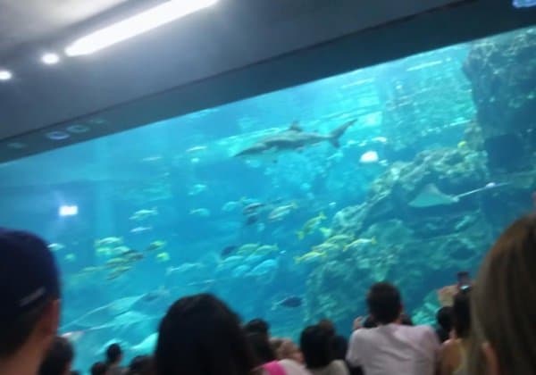 沖縄美ら海水族館 photo review