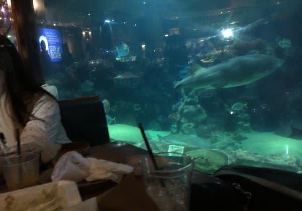 沖縄美ら海水族館 photo review